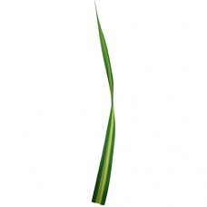 Pandanus - Variegated
